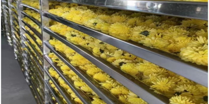 菊花種植基地烘干項(xiàng)目